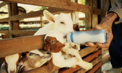 
          Imagem ilustrativa da imagem Cariacica vira filme e conta histórias e tradições
          