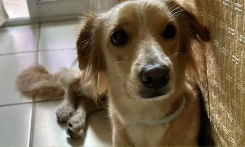 
          Imagem ilustrativa da imagem Caso Nala: imagens mostram como aconteceu fuga da cadela em clínica veterinária
          