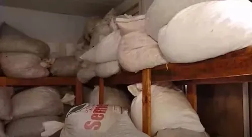 
          Imagem ilustrativa da imagem Coletores indígenas ajudam no reflorestamento e garantem renda extra no ES
          