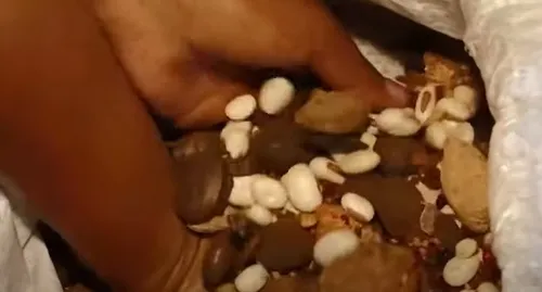 
          Imagem ilustrativa da imagem Coletores indígenas ajudam no reflorestamento e garantem renda extra no ES
          