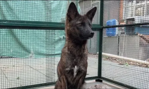 
          Imagem ilustrativa da imagem Conheça a 'grachorra': animal híbrido encontrado no Brasil
          