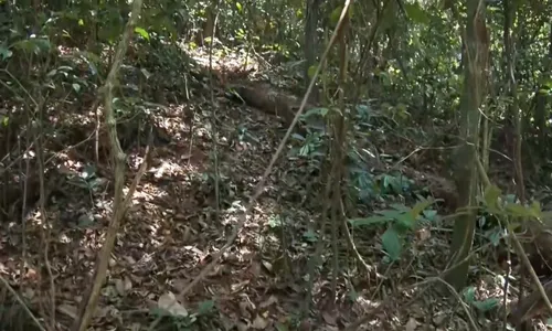 
          Imagem ilustrativa da imagem Corpo é encontrado em região de mata em Vitória
          