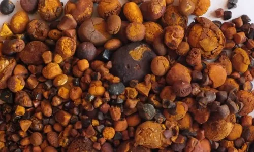 
          Imagem ilustrativa da imagem Criminosos roubam R$ 2 milhões em pedras de boi no interior de SP
          