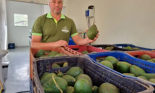 
          Imagem ilustrativa da imagem Descarte de abacate vira azeite de sucesso
          