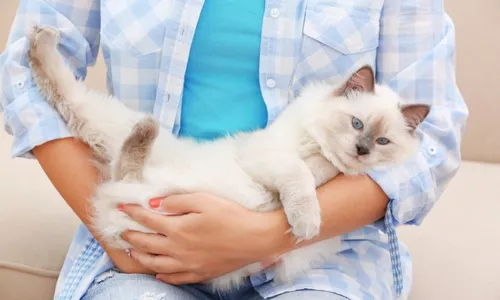 
          Imagem ilustrativa da imagem Doença transmitida por gatos está descontrolada, diz pesquisador
          