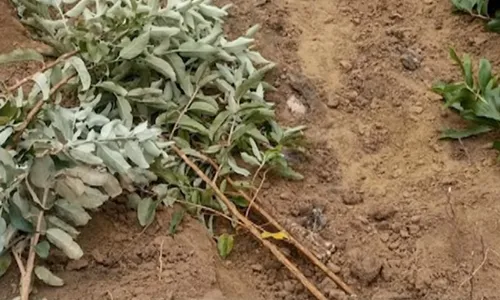 
          Imagem ilustrativa da imagem Dois corpos são encontrados em avançado estado de decomposição em aldeia do ES
          