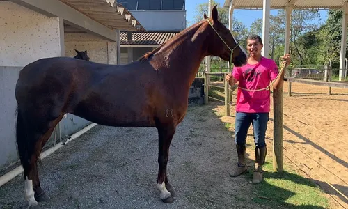 
          Imagem ilustrativa da imagem Égua recebe acupuntura e massagens para melhorar desempenho nas competições
          