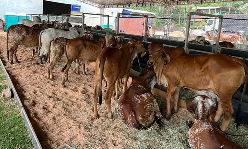 
          Imagem ilustrativa da imagem Feira vai ter concurso para eleger melhor vaca
          