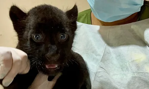 
          Imagem ilustrativa da imagem Filhote de onça agora espera por um nome
          