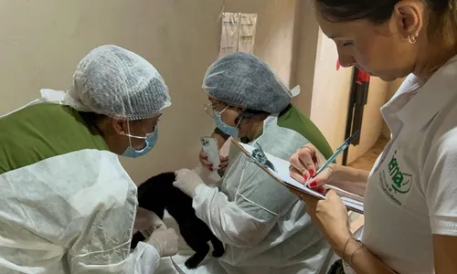 
          Imagem ilustrativa da imagem Filhote de onça agora espera por um nome
          