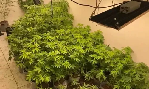 
          Imagem ilustrativa da imagem Homem é preso em 'laboratório de maconha gourmet' em área nobre de SP
          