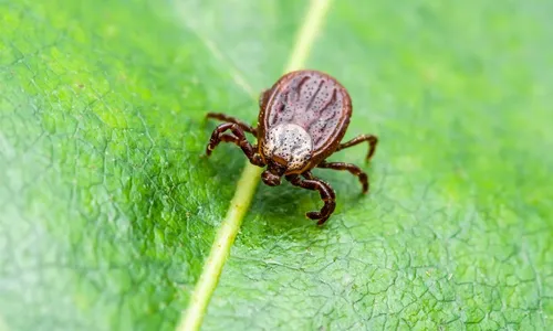 
          Imagem ilustrativa da imagem Homem morre por febre maculosa em cidade do ES
          