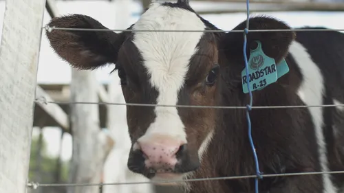 
          Imagem ilustrativa da imagem IPA realiza leilão de gado holandês na Estação Experimental de São Bento do Una
          