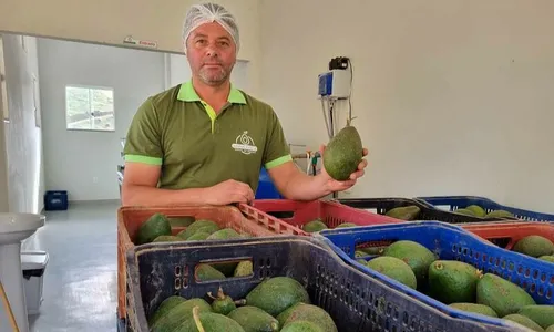 
          Imagem ilustrativa da imagem Irmãos transformam descarte de abacate em azeite de sucesso
          