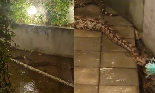 
          Imagem ilustrativa da imagem Jiboia entra em quintal e "prende" moradores dentro de casa em Vitória
          