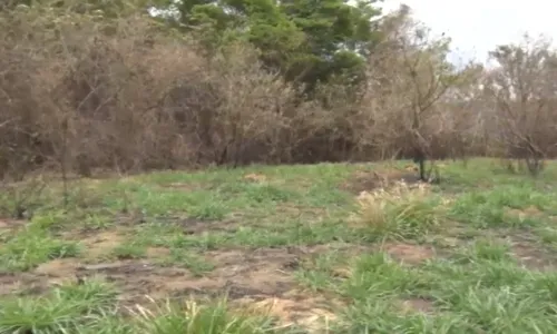 
          Imagem ilustrativa da imagem Jovem que estava desaparecido é encontrado morto em Cariacica
          