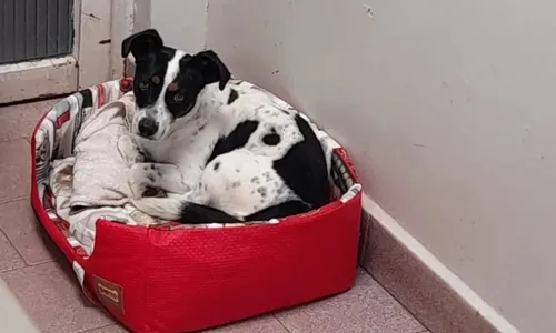 
          Imagem ilustrativa da imagem Juíza aceita cachorro Tokinho como autor de ação contra antigo tutor que o agrediu
          