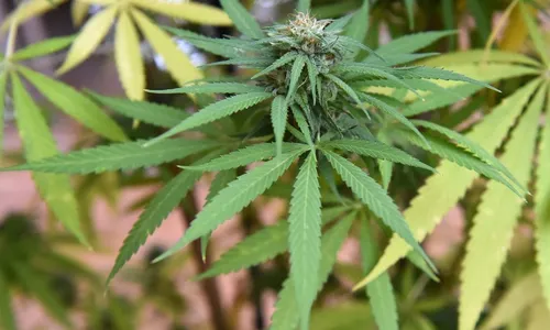 
          Imagem ilustrativa da imagem Justiça decide que cheiro de maconha não permite busca em domicílio
          