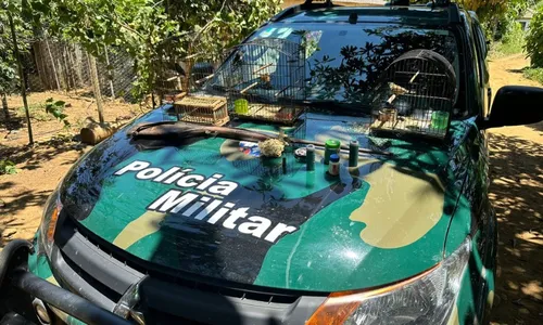 
          Imagem ilustrativa da imagem Mais de 180 pássaros silvestres são apreendidos pela polícia no Sul do ES
          