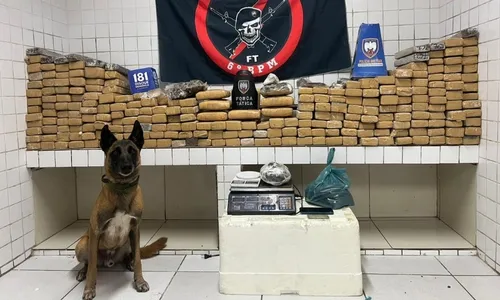 
          Imagem ilustrativa da imagem Mais de 200 quilos de maconha são apreendidos na Serra após denúncia anônima
          