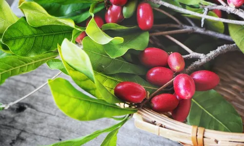 
          Imagem ilustrativa da imagem “Milagre” faz até remédio amargo ter gosto bom
          