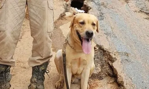 
          Imagem ilustrativa da imagem Morre cachorro que ajudava nas buscas por desaparecidos das enchentes no RS
          