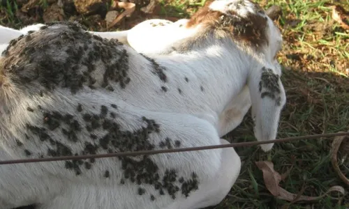 
          Imagem ilustrativa da imagem Mosca de rebanho em Pernambuco: como será combatida?
          