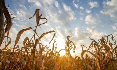 
          Imagem ilustrativa da imagem Mudanças climáticas e a participação da sociedade
          