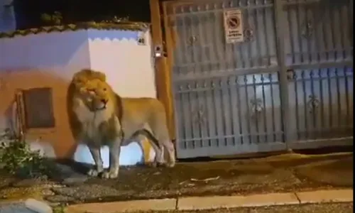 
          Imagem ilustrativa da imagem Na Itália, leão foge de circo e circula por horas por ruas de pequena cidade
          