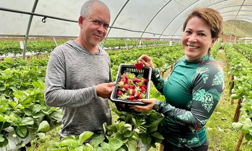 
          Imagem ilustrativa da imagem Novo roteiro para colher morangos nas montanhas
          
