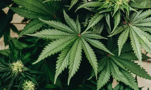 
          Imagem ilustrativa da imagem O lado bom da maconha
          