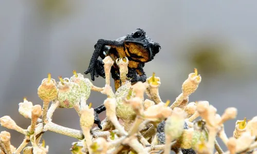
          Imagem ilustrativa da imagem O pernambucano que andou sob cristais e acima das nuvens
          