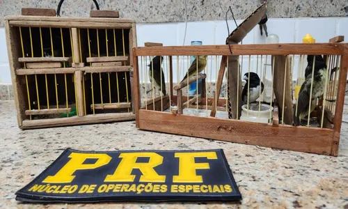 
          Imagem ilustrativa da imagem Passageiros são flagrados com pássaros silvestres dentro de carro na BR-101
          