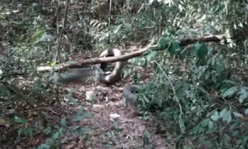 
          Imagem ilustrativa da imagem Polícia identifica ossada de adolescente desaparecido há 10 anos em MG
          