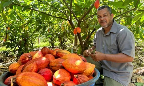 
          Imagem ilustrativa da imagem Preço do cacau é o maior em 45 anos e atrai produtores
          