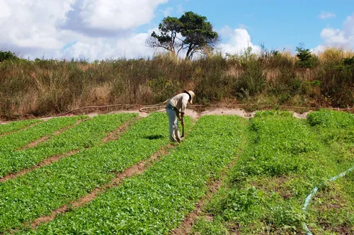
          Imagem ilustrativa da imagem Programa Garantia Safra 2023/2024 será apresentado a gestores do Agreste e Sertão
          