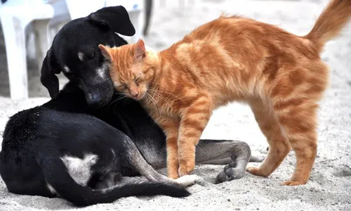 
          Imagem ilustrativa da imagem Romero Albuquerque e Andreza Romero lançam Central do Animal
          