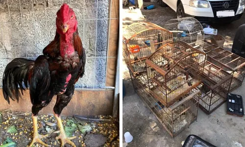 
          Imagem ilustrativa da imagem Suspeito de receptar bicicletas roubadas é preso em Vila Velha
          