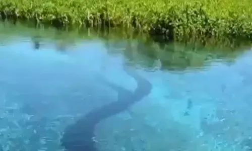 
          Imagem ilustrativa da imagem VÍDEO | Sucuri gigante surpreende turistas em MS
          
