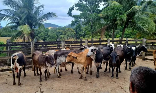 
          Imagem ilustrativa da imagem Vacas e boi furtados em fazenda são localizados pela polícia na Serra
          