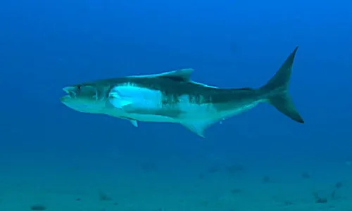 
          Imagem ilustrativa da imagem Veja a diversidade marinha e estuarina sob influência de Suape
          