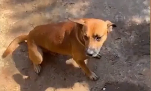 
          Imagem ilustrativa da imagem Vira-lata caramelo arranca pedaço da orelha de homem que furtava em Goiás
          