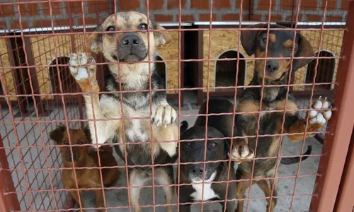 
          Imagem ilustrativa da imagem Vitória promove evento de adoção de animais neste final de semana
          