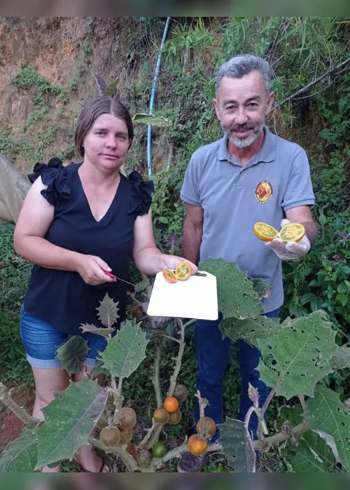 Imagem ilustrativa da imagem Agronegócio: Frutas exóticas na agricultura capixaba
