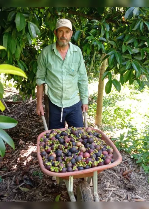 Imagem ilustrativa da imagem Agronegócio: Frutas exóticas na agricultura capixaba