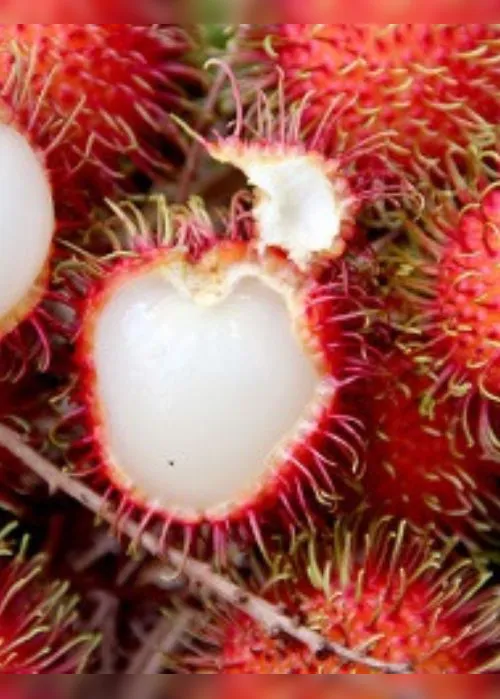 Imagem ilustrativa da imagem Agronegócio: Frutas exóticas na agricultura capixaba