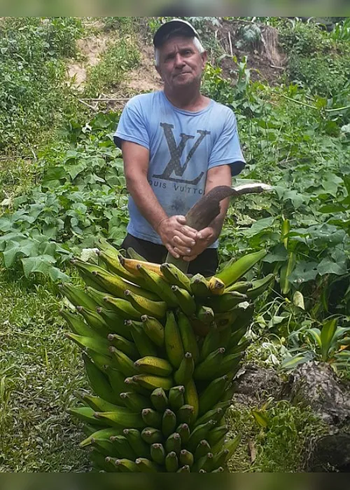 Imagem ilustrativa da imagem Aposentado colhe cacho de banana gigante no Sul do ES