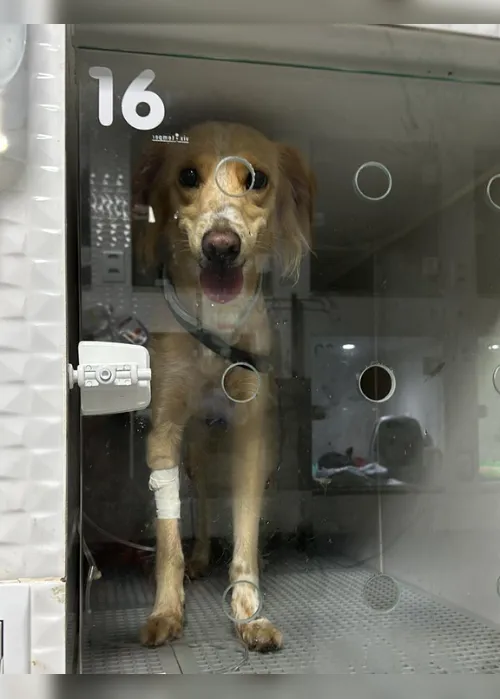 Imagem ilustrativa da imagem Clínica veterinária é denunciada após cachorra internada fugir e morrer atropelada