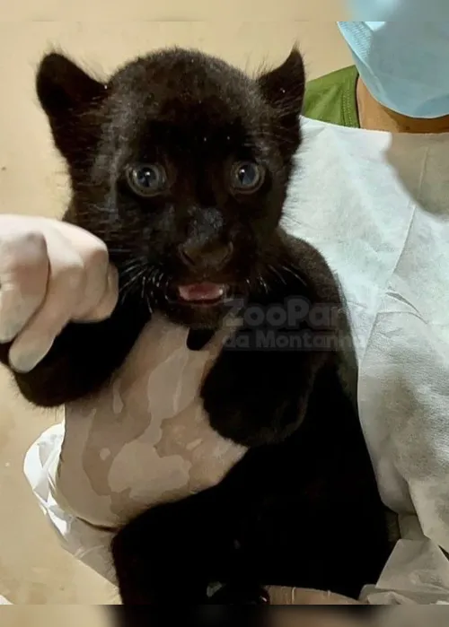 Imagem ilustrativa da imagem Escolhido nome de filhote de onça que nasceu em zoológico do ES