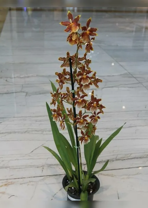 Imagem ilustrativa da imagem Exposição de orquídeas em shopping de Vila Velha